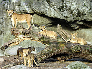 L&ouml;wen im Tierpark Hagenbeck &copy; Moe_