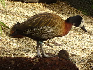 Wildente im Beale Park © Barbary lion